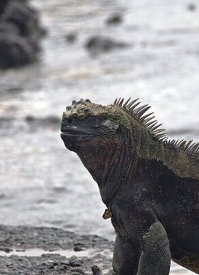 Bild von Einblicke in das abgelegene Naturparadies Galapagos – Inseln
