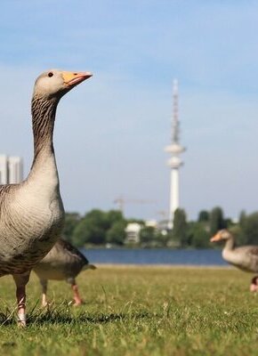 Bild von Vortrag: Gans Hamburg – Graugänse aus der Großstadt